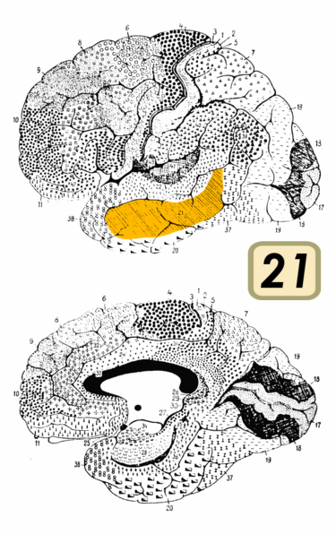 File:Brodmann Cytoarchitectonics 21.png