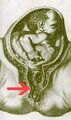 Thumbnail for version as of 12:51, 29 May 2026