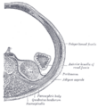 Gray's Anatomy Plate 1126