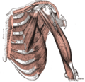 Thumbnail for version as of 17:28, 18 May 2026