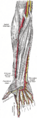 Extensor pollicis brevis muscle