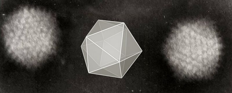File:Icosahedral Adenoviruses.jpg