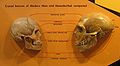 Comparison of Homo sapiens and Neanderthal