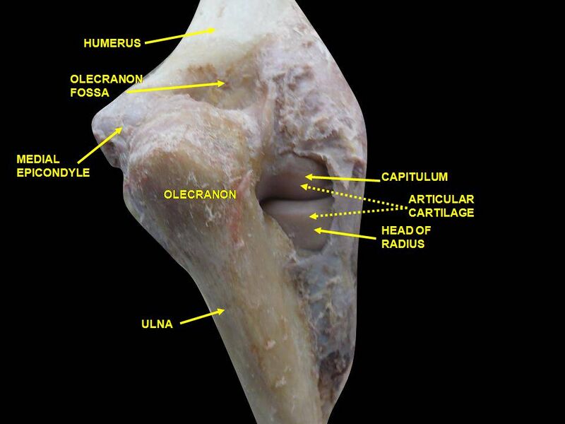 File:Slide1bgbg.JPG