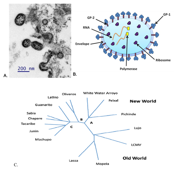 File:Viruses-04-02317-g001.png