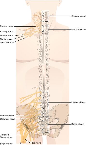 File:1321 Spinal Nerve Plexuses.jpg