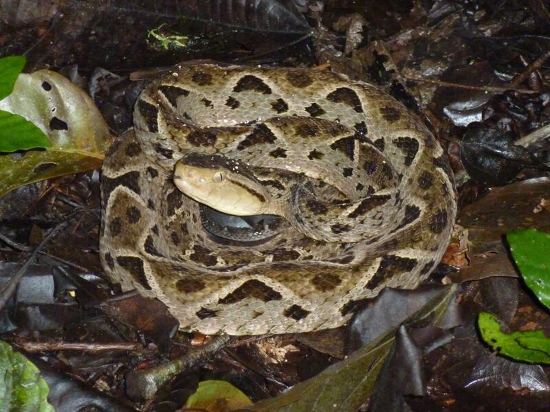 File:Bothrops asper 170971120.jpg