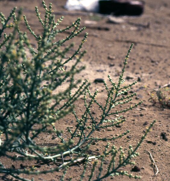 File:Haloxylon stocksii 1.jpg