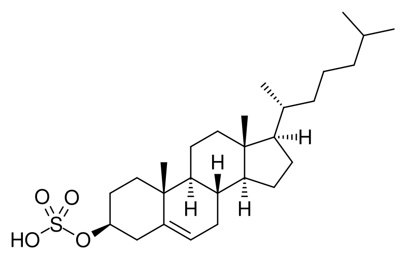 File:Cholesterol sulfate.svg