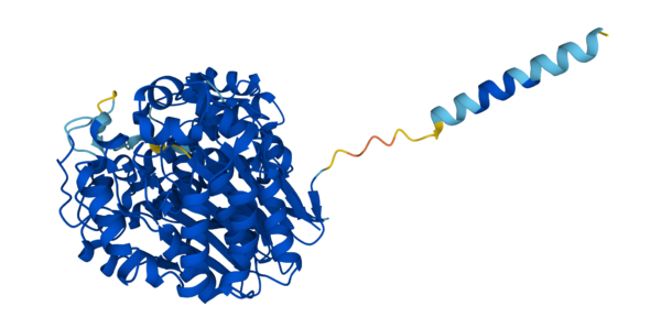 File:GGT structure.png