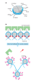 Histone tails and their function in chromatin formation