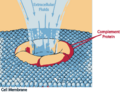 Thumbnail for version as of 12:51, 29 May 2026