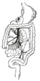 Thumbnail for version as of 17:28, 18 May 2026