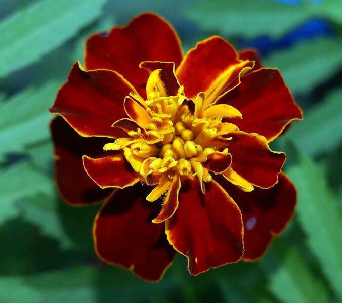 File:Marigold 2.jpg
