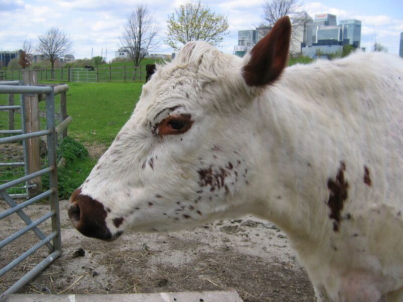 File:Mudchute farm cow head.jpg