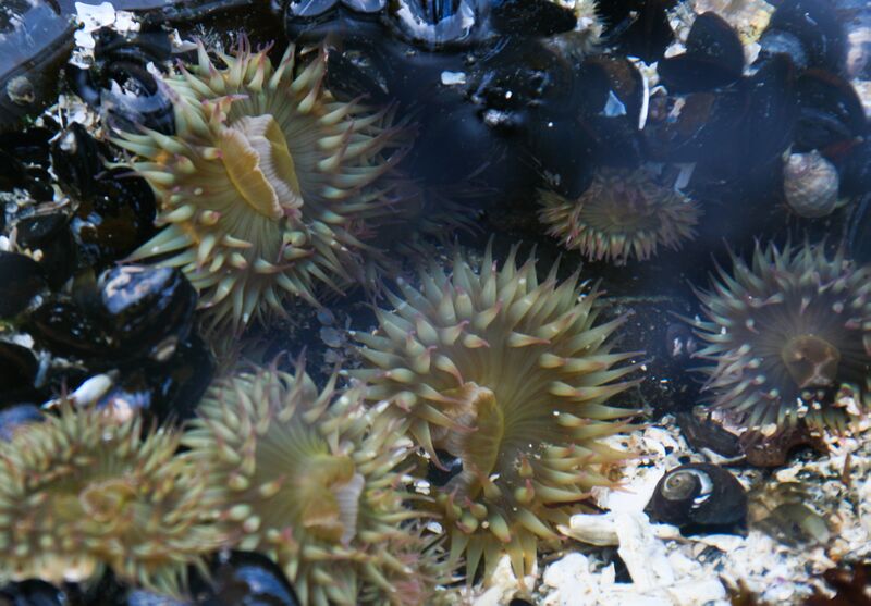 File:Sea Anemone.jpg
