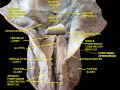 Middle pharyngeal constrictor muscle