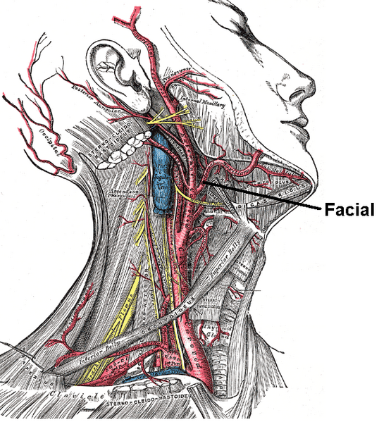 File:Facial artery.PNG
