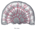 Thumbnail for version as of 17:28, 18 May 2026