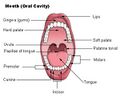 Illustration of a mouth