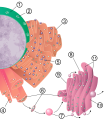Nucleus, endoplasmic reticulum, and Golgi apparatus