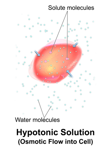 File:Blausen 0684 OsmoticFlow Hypotonic.png