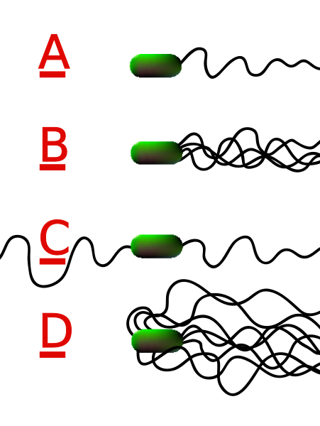 File:Flagella.svg
