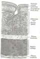 Another Gray's anatomy illustration.
