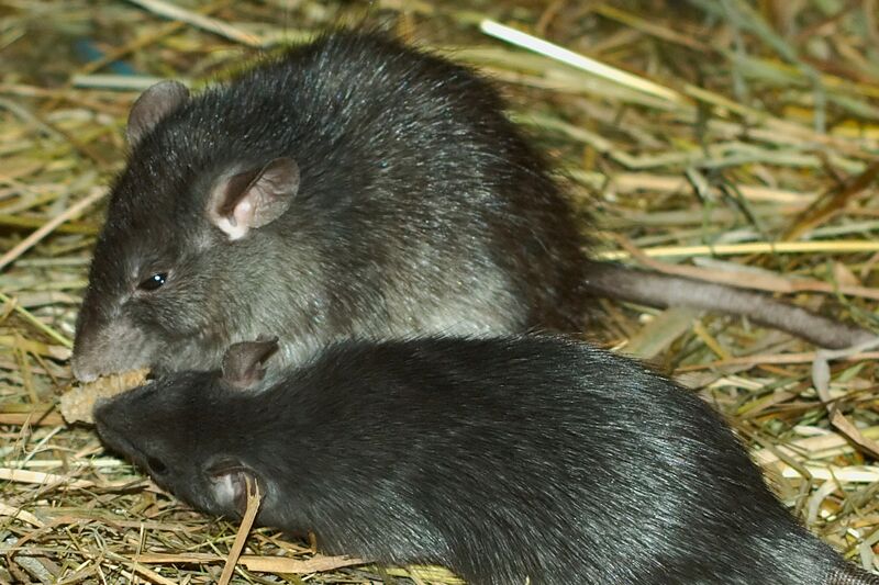 File:Roofrat Hagenbeck 02.jpg