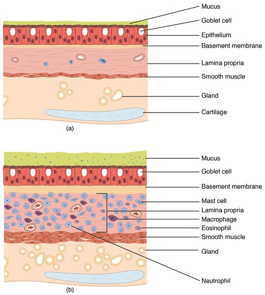 File:2311 Lung Tissue.jpg