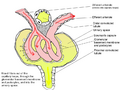 Illustration of glomerular physiology.