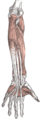 Thumbnail for version as of 17:28, 18 May 2026