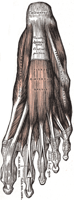 File:Gray443.png