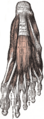 Plantar Fascia
