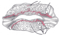 Thumbnail for version as of 17:28, 18 May 2026