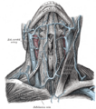 Anatomy of the jugular vein