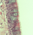 Thumbnail for version as of 09:19, 30 May 2026