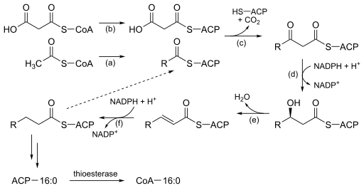 File:Saturated Fatty Acid Synthesis.svg