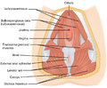 Muscle of the female perineum
