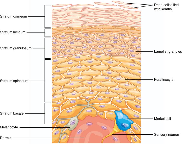 File:502 Layers of epidermis.jpg