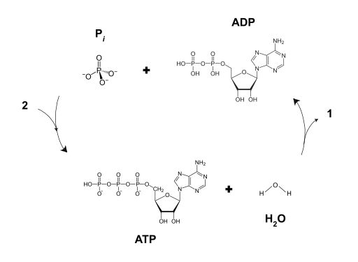 File:ATP-ADP.svg