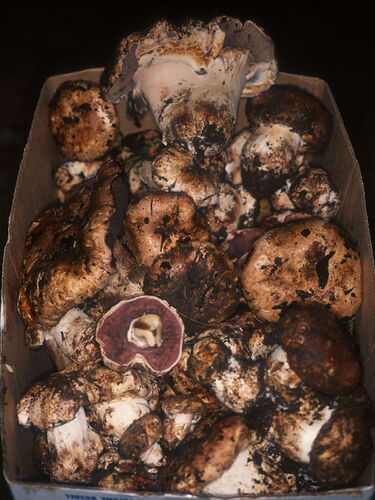 File:Box of Agaricus lilaceps.jpg
