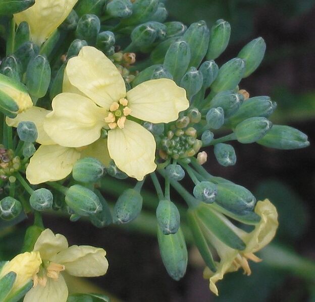 File:Broccoli bloem.jpg