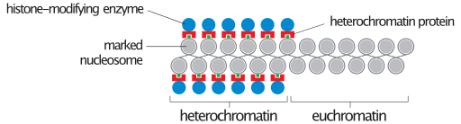 File:Heterochromatin vs. euchromatin.svg