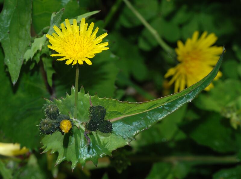 File:Sonchus February 2008-1.jpg