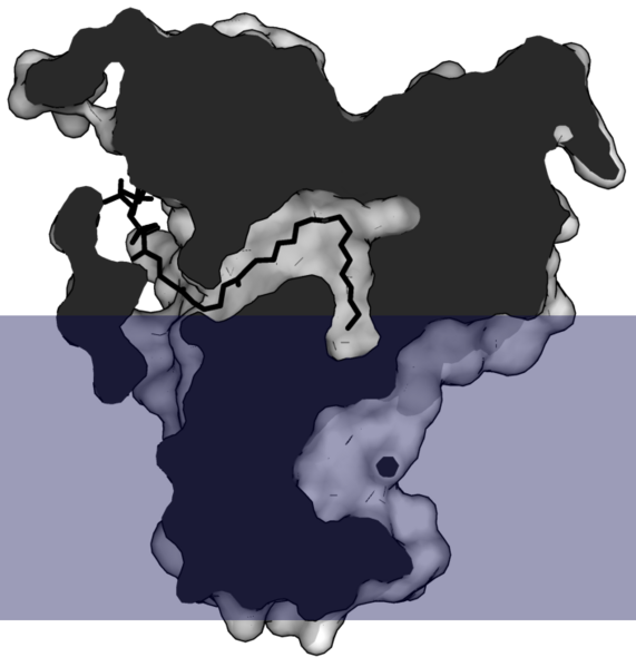 File:Stearoyl-CoA desaturase-1 cut.png