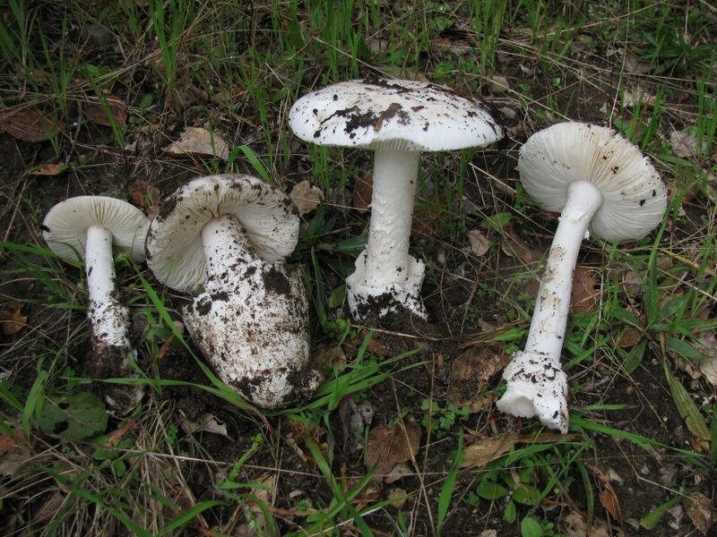 File:Amanita ocreata 79782.jpg