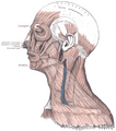 Outer ear