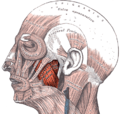 Highlighted masseter muscle