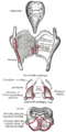 Larynx, pharynx, and surrounding structures